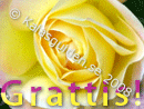 Grattis ros