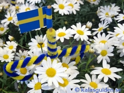 Glad midsommar!